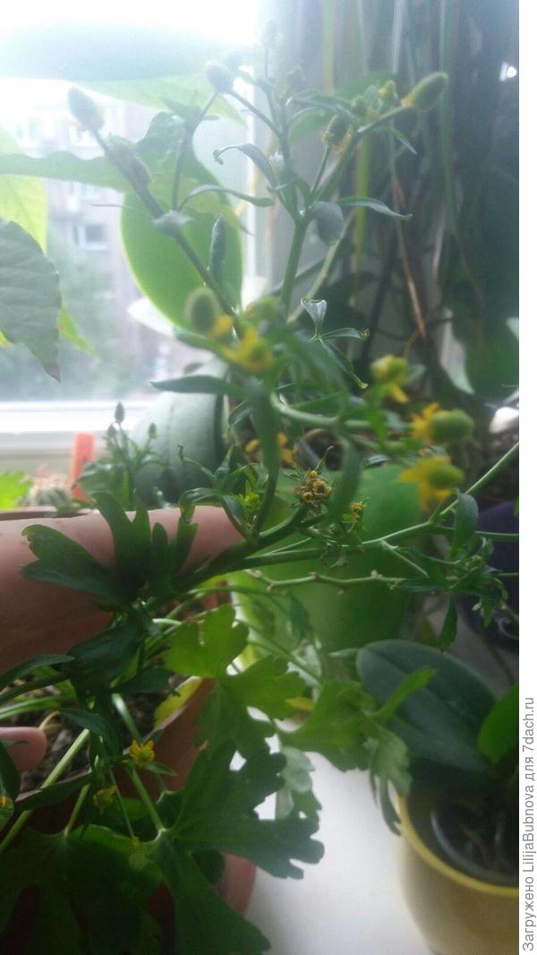 Кто нибудь может подсказать, что это за растения? посадила авокадо и вырось этот цветок рядом с ним. заранее спасибо