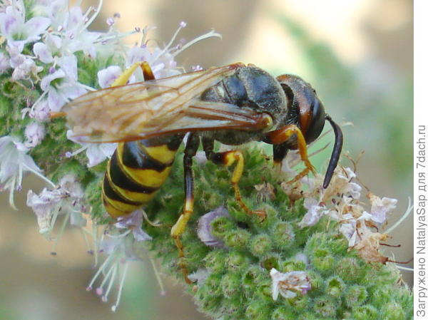 Оса на мяте