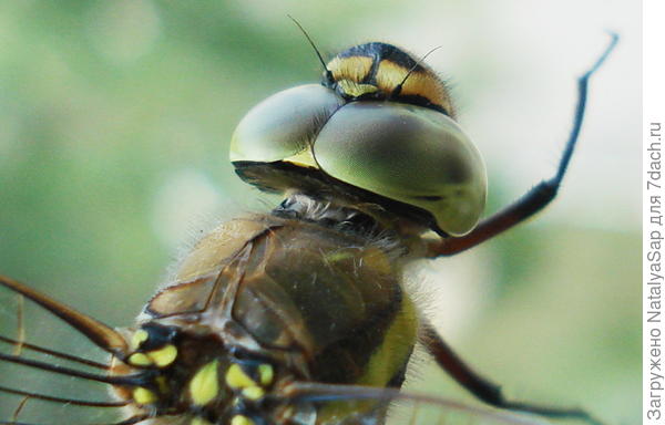Голова одни сплошные глаза!