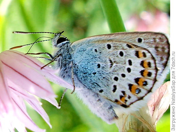На цветке шнитт-лука