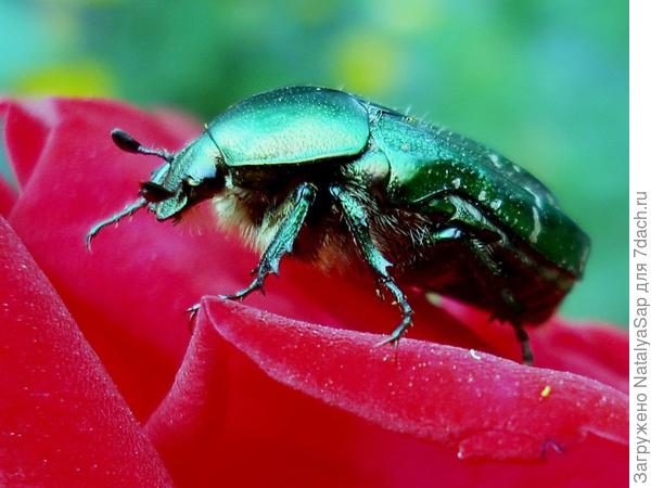 Красное и зелёное