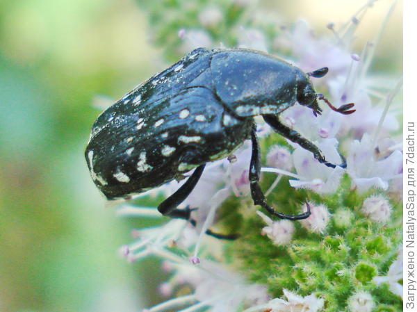 Бронзовка на мяте