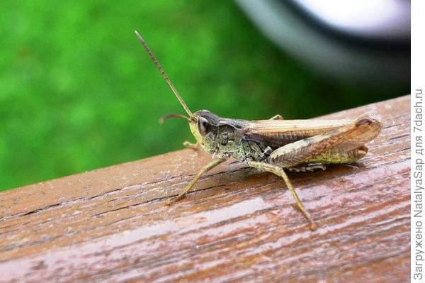 примерно, вот так