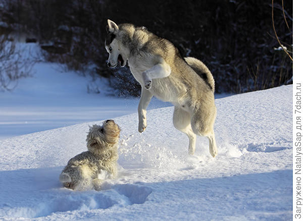 Владимир. Учитель танцев. Замечательный сюжетный снимок! Немало труда надо приложить, чтобы снять такую сценку!
