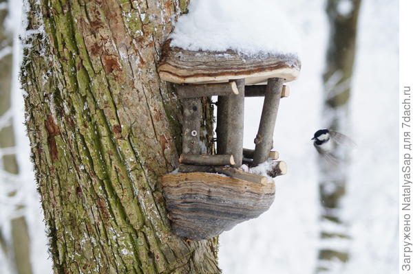 Любушка. Вот такая кормушка. Справа видна птичка на подлёте к кормушке, замечательный и сложный момент! Если бы у фотографа в этот момент была хорошая оптика, получился бы шедевр!