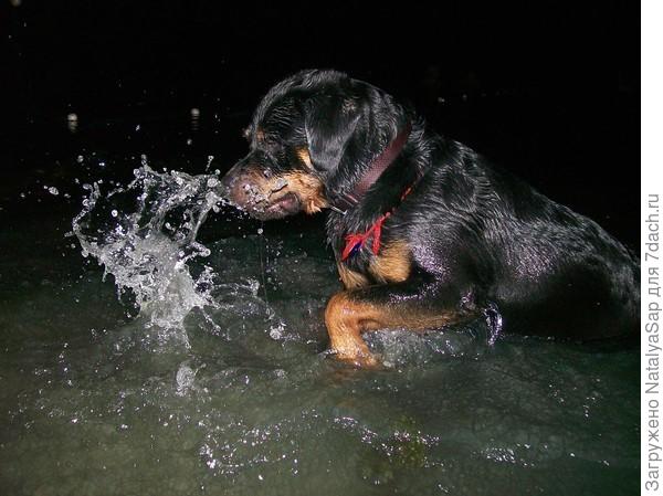Татьяна Луговская. Ночное купание чёрной собаки. Отличный кадр!