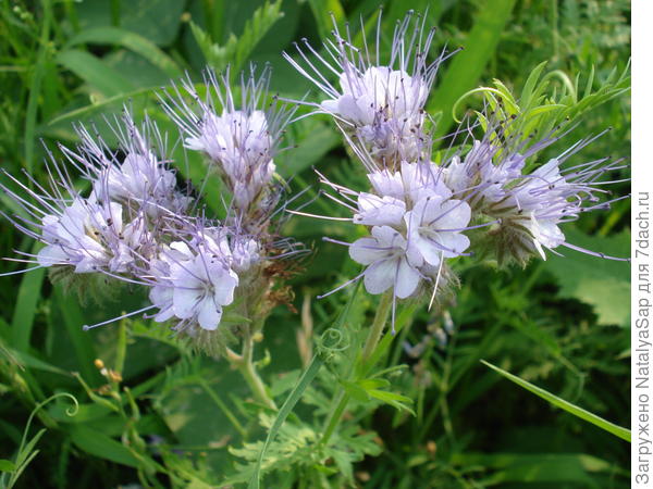 в середине лета