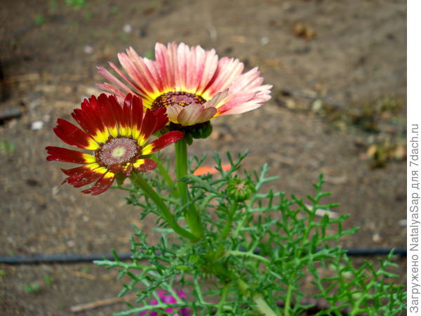 Хризантема килеватая