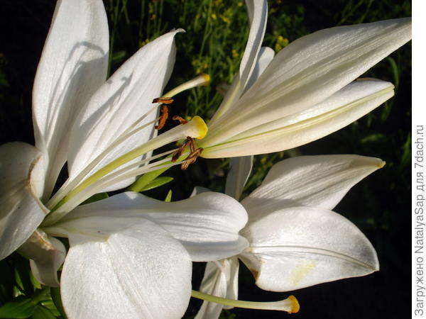 вот такая была белая лилия