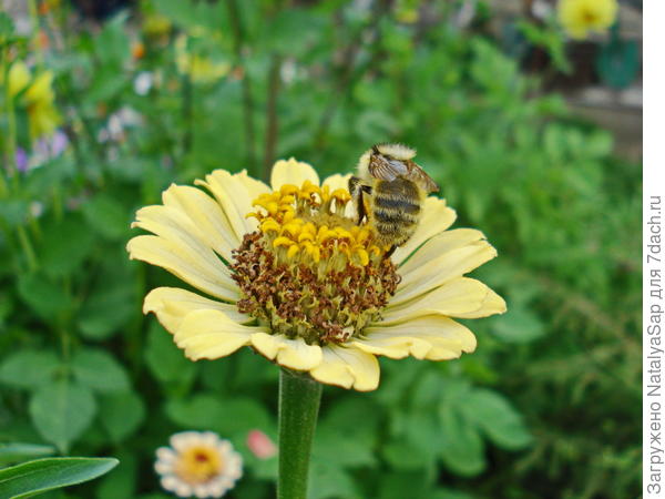 Цветовая совместимость