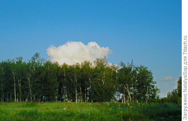 В нашей местности кругом берёзовые колкИ