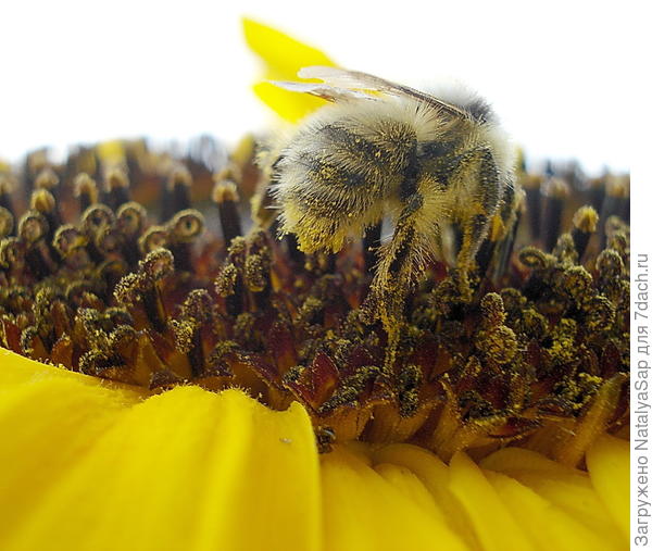Пыльная работёнка!