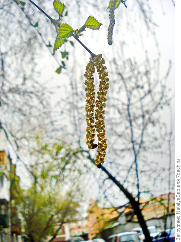 Мне берёзка дарила серёжки. Подари березка мне свои сережки. - фото. Мне берёзка дарила серёжки. Кадышеву подари серёжки берёзка подари серёжки.
