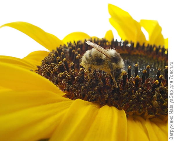 Запылилась!