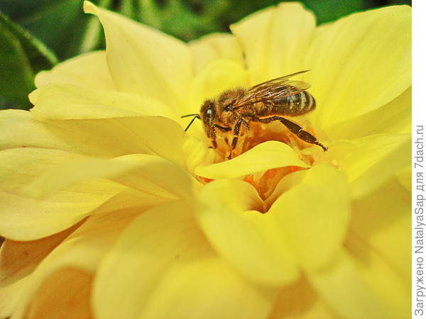 В жёлтом цветке