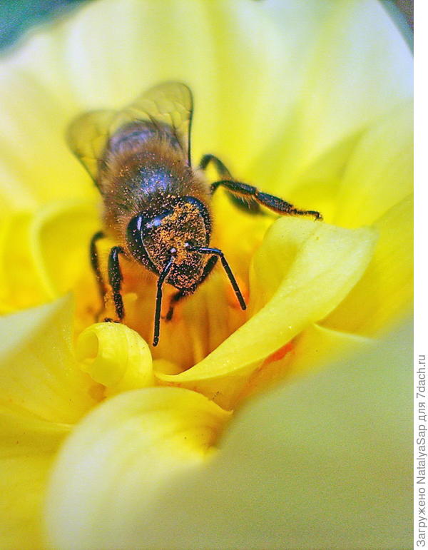 Испачкалась...