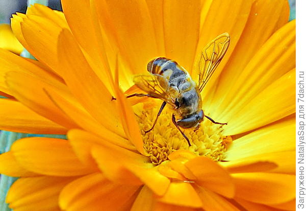 Ох, нелёгкая это работа!