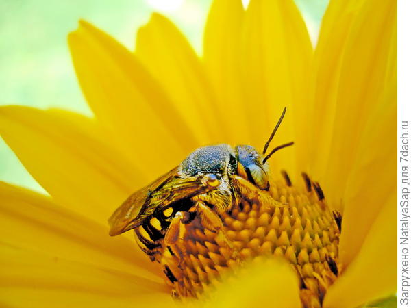 Слилась с цветком