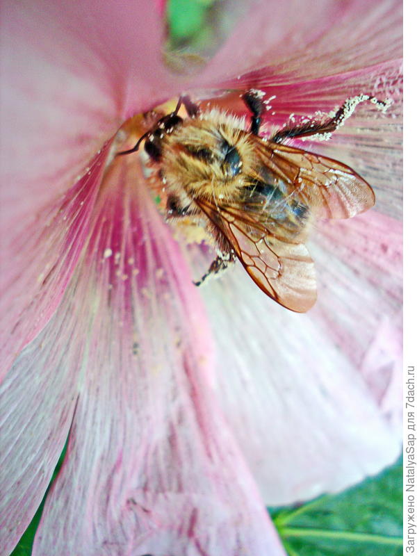 Углубилась в работу