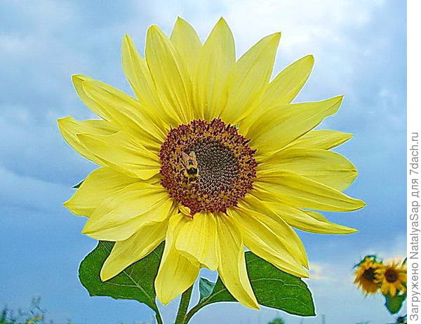 Пока нет дождя