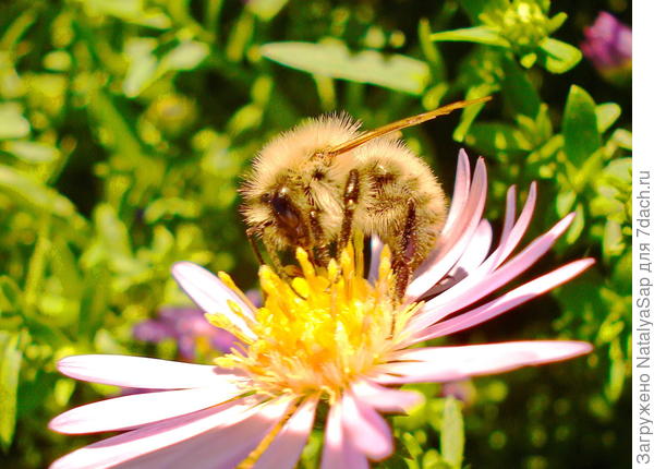 Летние пчелиные заботы