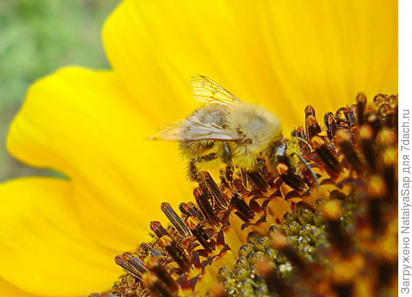 Вся ушла в работу!