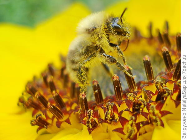 По острым иглам...