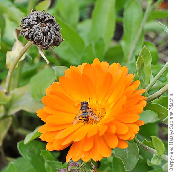 С календулой в обнимку