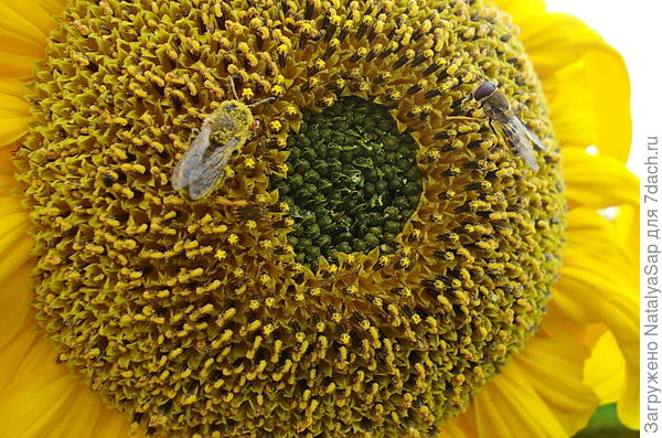 &quot;Гостеприимная