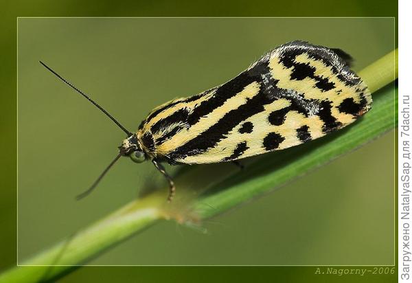 совка вьюнковая