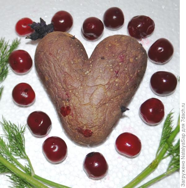 Вот такую <em>сердечную</em> картофелину нашли в прошлогоднем урожае