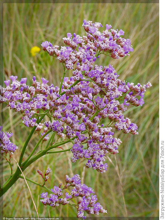 кермек или лимониум