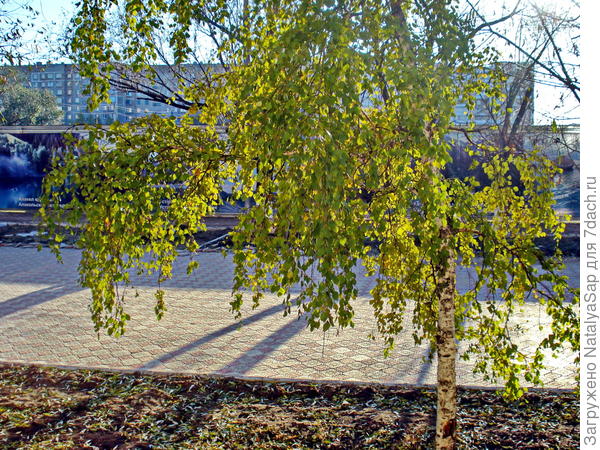 Октябрьская берёзовая шаль для тебя!