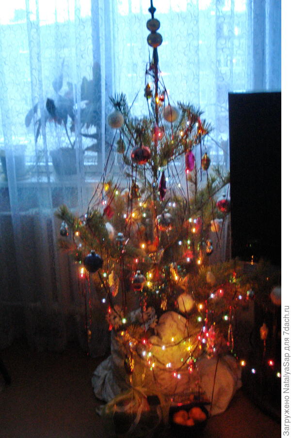 Это прошлогодняя, натуральная. В этот раз решили поставить искусственную, которая у нас уже живёт лет 10.