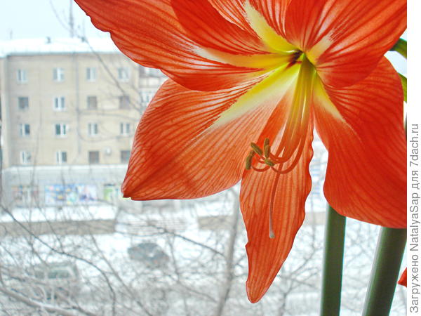 Елена, с Днём рождения! Пусть будет больше радостных дней!