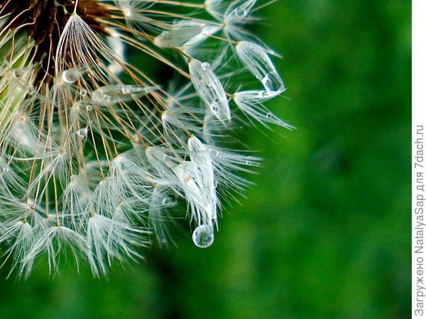 Хранитель капель