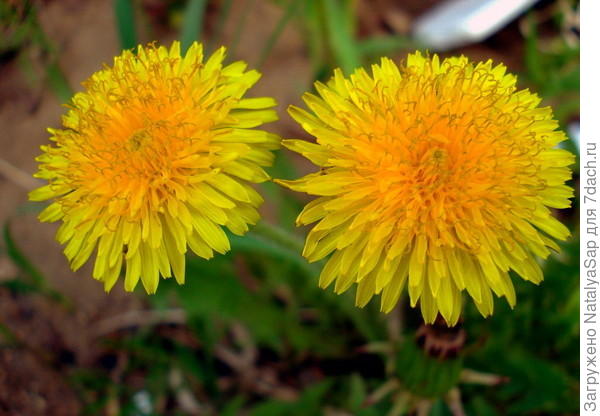 Двое из ларца