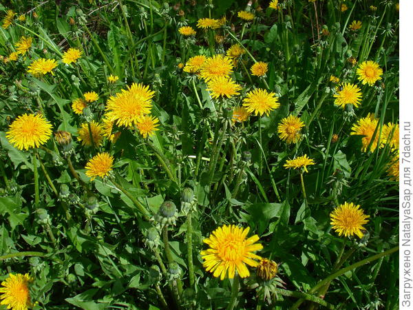 Полянка из одуванчиков
