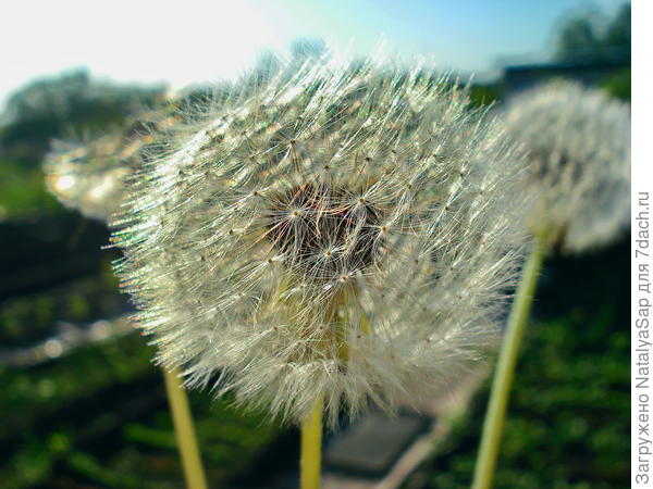 Под солнечным ветром