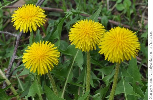 Дружная семейка