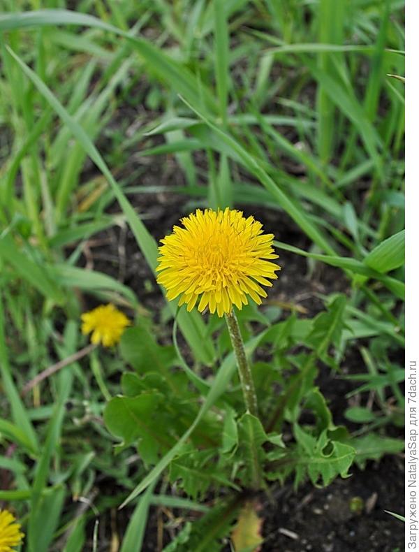 Вперёдсмотрящий!