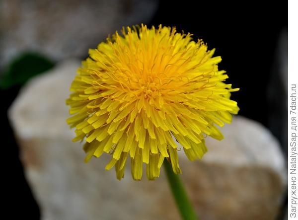 Жёлтый пушистик