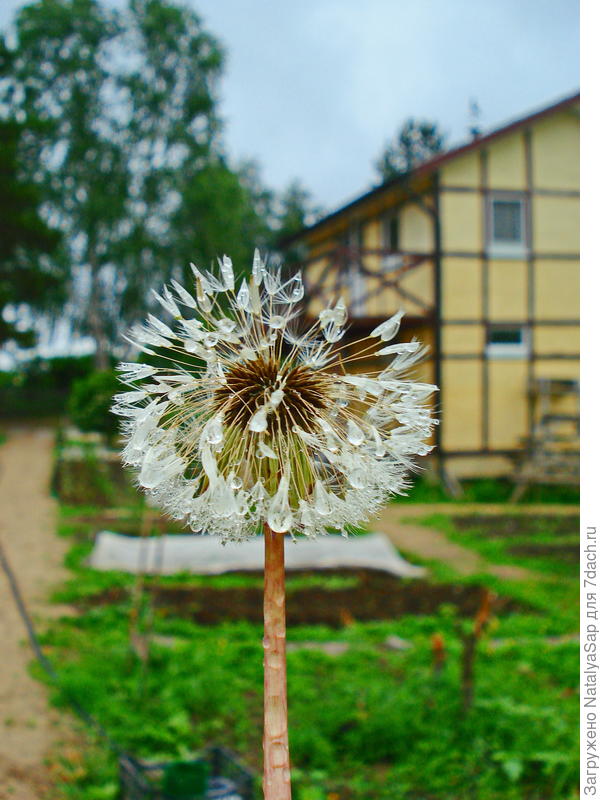 Украшение после дождя