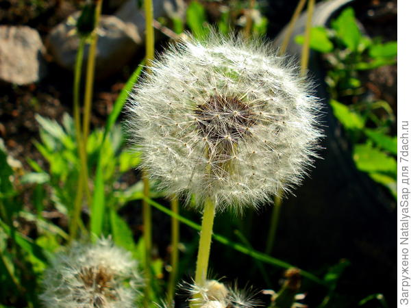 Пусть голова моя седа, но я, ведь, очень симпатичный!