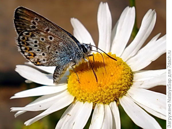 Семейного счастья и благополучия, Марина!
