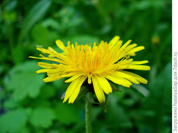 Креативный цветочек