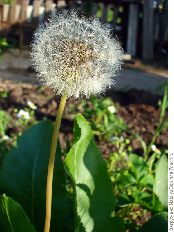 А я стою себе такой...среди листьев хрена!