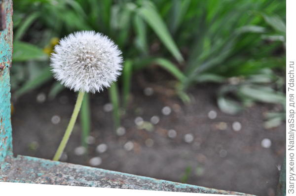 Любопытный взгляд пушистой головки из-за забора