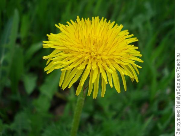 Цветочек лучистый