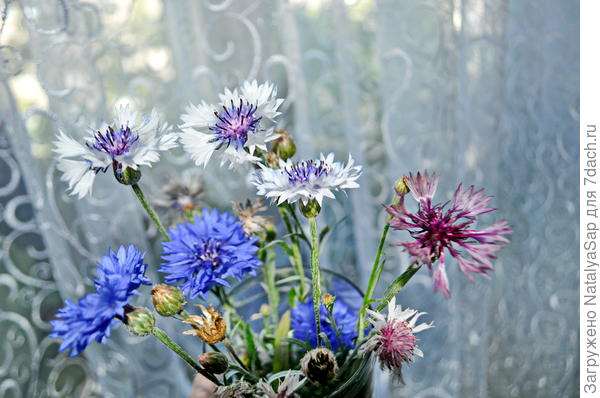 Васильки для Василия. С Днём рождения!